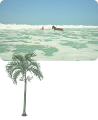 History image